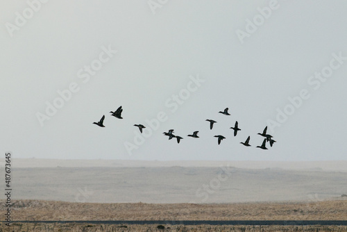 Flock of ducks flying away from human contact in the fog of Alaskan tundra.