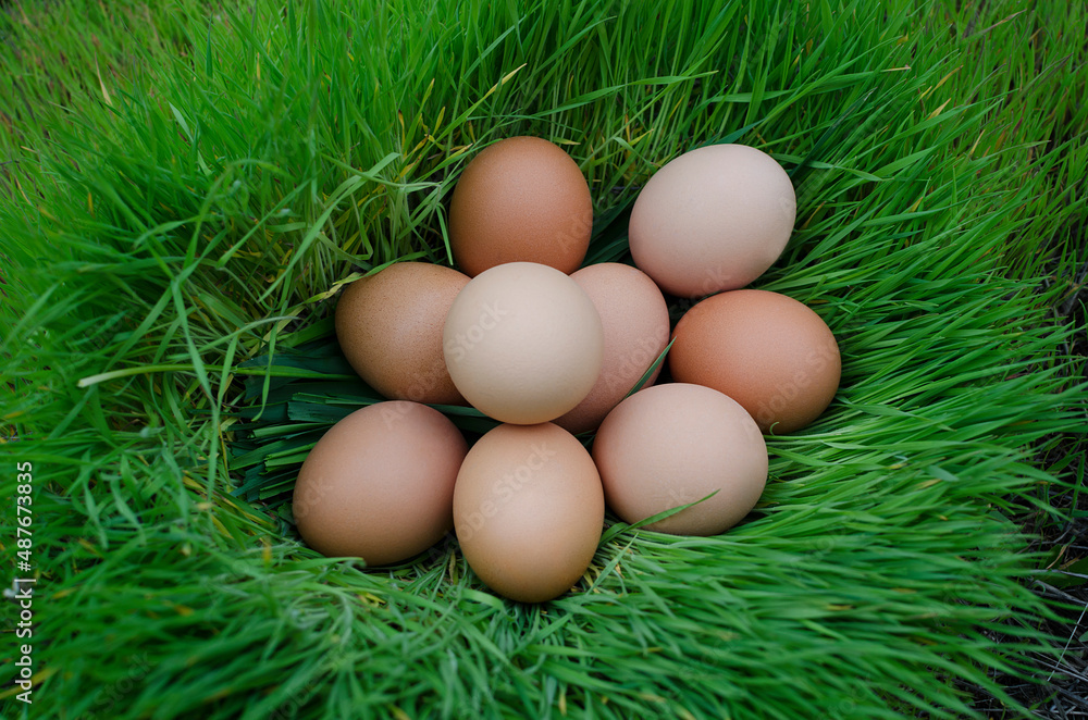 Closeup of chicken eggs lying in a nest of green grass Closeup of chicken eggs lying in a nest of green grass