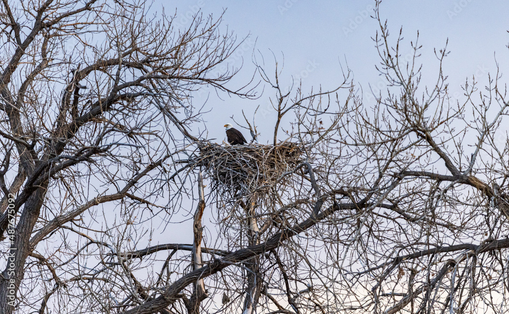 A bald eagle in a nest before sunset during a winter evening in Colorado. A bald eagle in a nest before sunset during a winter evening in Colorado.