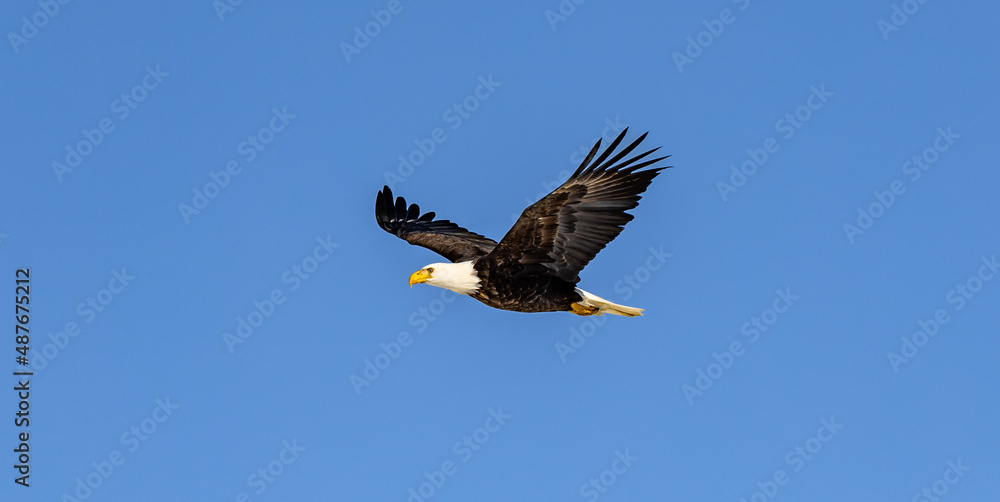 Several bald eagles in flight over stunning winter landscapes in Colorado. Several bald eagles in flight over stunning winter landscapes in Colorado.