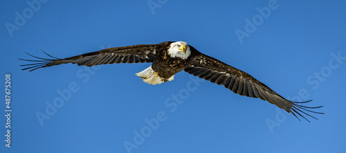 Several bald eagles in flight over stunning winter landscapes in Colorado.  photo