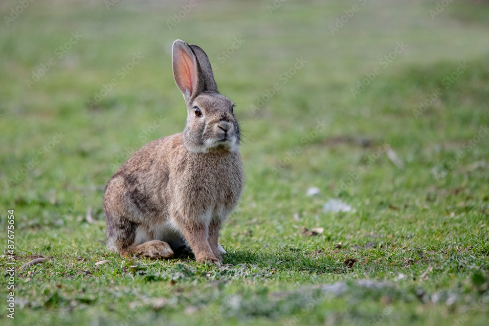 Fototapeta premium Wild european rabbit (Oryctolagus cuniculus) in Spain