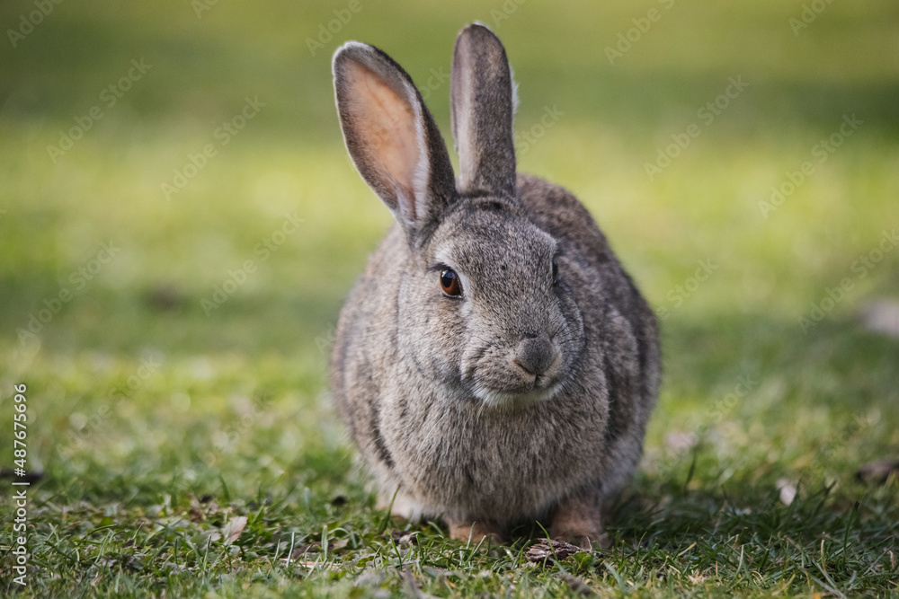 Fototapeta premium Wild european rabbit (Oryctolagus cuniculus) in Spain