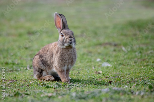 Wild european rabbit (Oryctolagus cuniculus) in Spain photo
