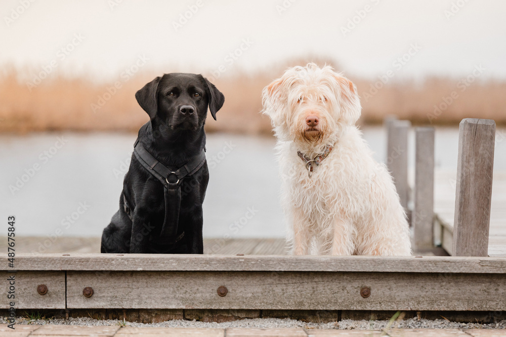 schwarze Hündin und weiße Hündin sitzen auf einem Steg an einem See und  schauen in die Kamera Black and white zwei Hunde Stock-Foto | Adobe Stock