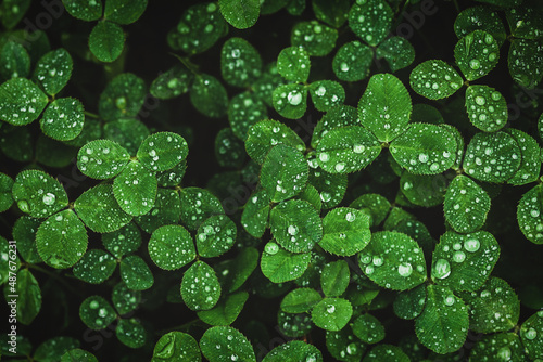 Fototapet Dark green clover leaves wet with rain, moody clover background