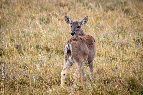 Nice deer in the antisana ecological reserve seen on a winter day.