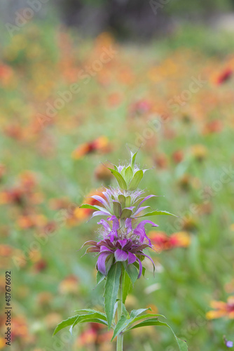 Tall purple flower in a Indian Blanket field photo