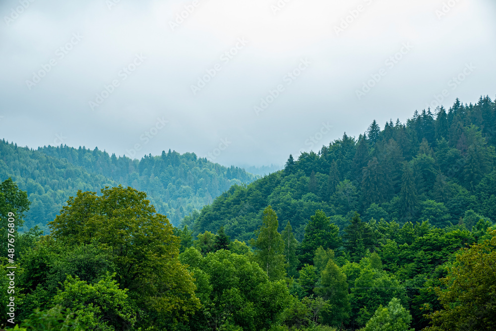 Natural scenery of green trees covered with fog on mountain, Foggy mountain landscape with green trees