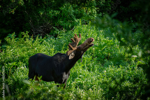 deer in the grass