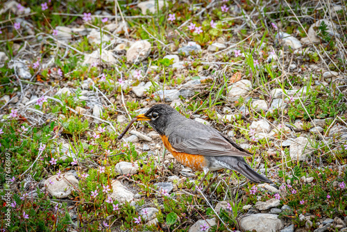 robin on the grass
