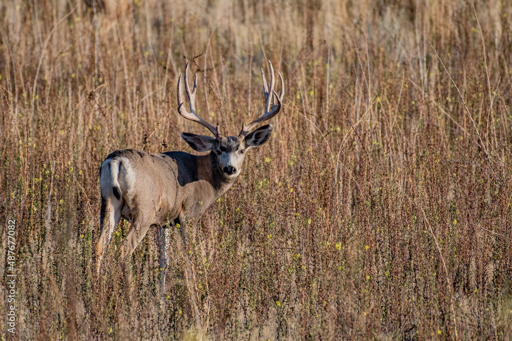 Mule deer buck 