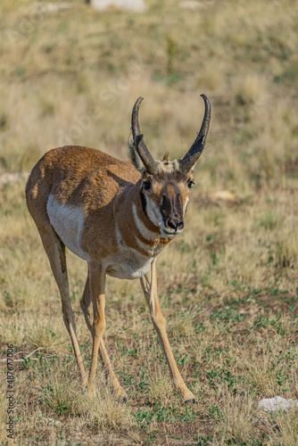 Pronghorn buck 