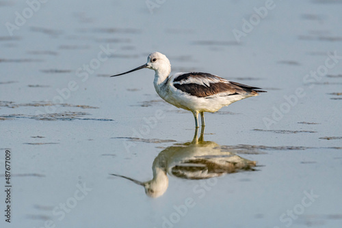 Avocet wading in the Great Salt Lake 