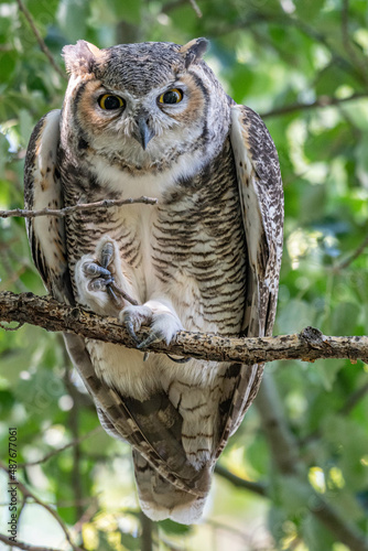 great horned owl