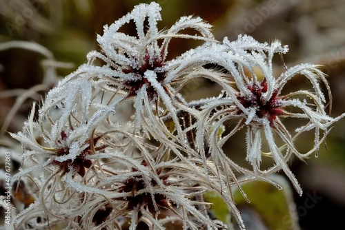 frozen clematis flower seeds after a cold night in winter - submerged with ice crystals photo