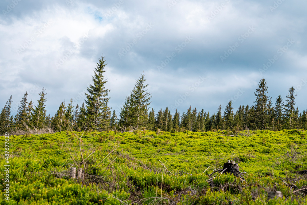 Beautiful view of green landsscape of bushes and dense coniferous tree covered forest with cloudy sky Beautiful view of green landsscape of bushes and dense coniferous tree covered forest with cloudy sky