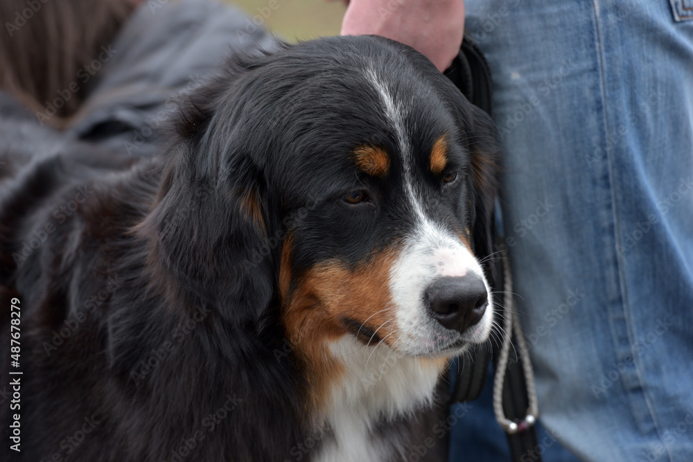 Bernese mountain dog. Beautiful expression of the dog's head.