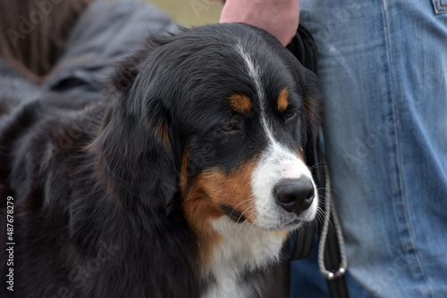 Bernese mountain dog. Beautiful expression of the dog's head.