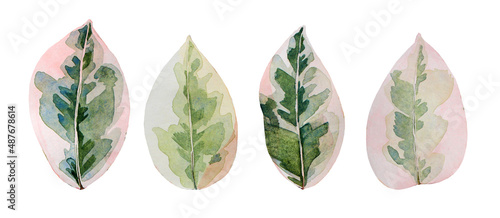 Tableau sur toile Set watercolor ficus leaves isolated on white background