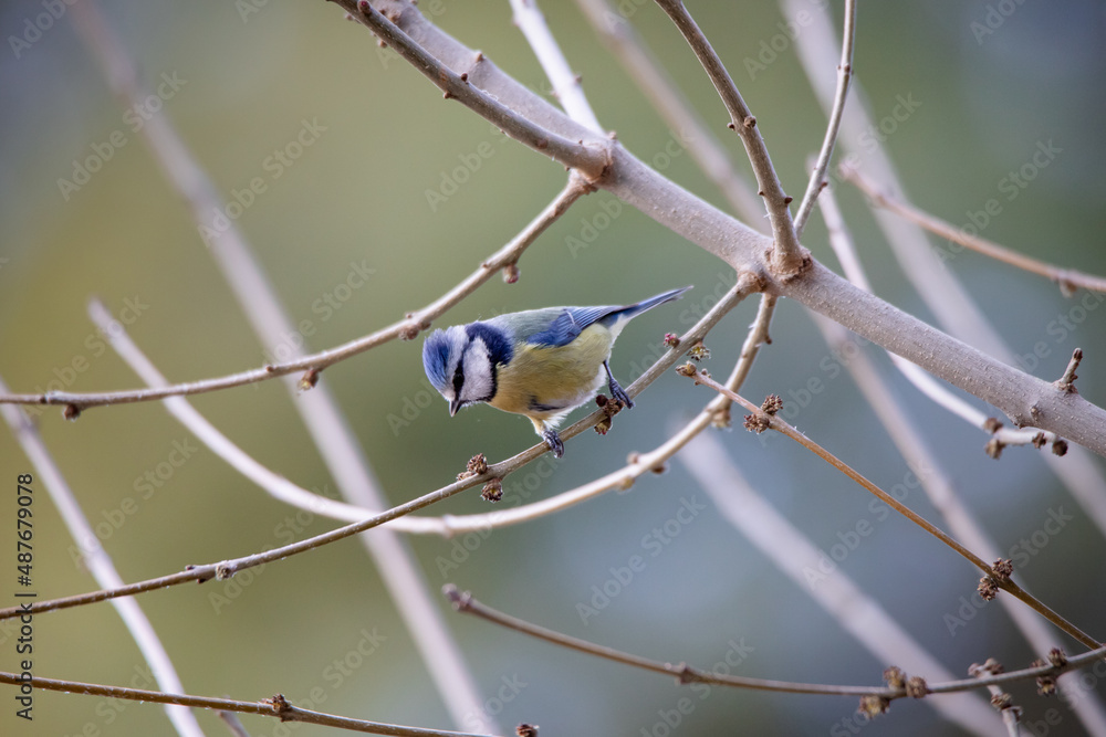 Blue tit (Cyanistes caeruleus) perched on a branch Blue tit (Cyanistes caeruleus) perched on a branch