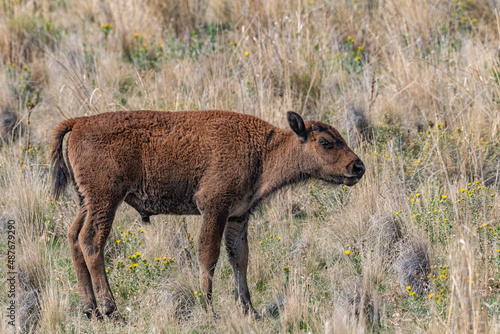 deer in the grass