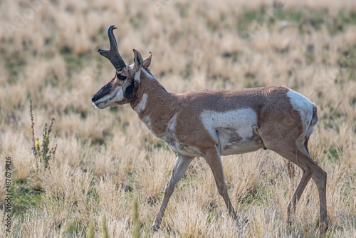 deer in the wild