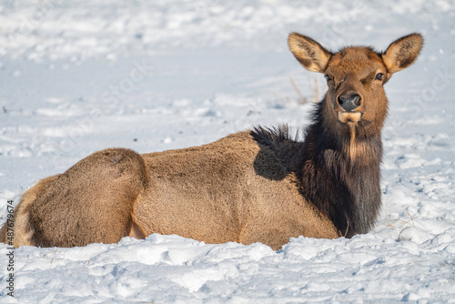 deer in snow