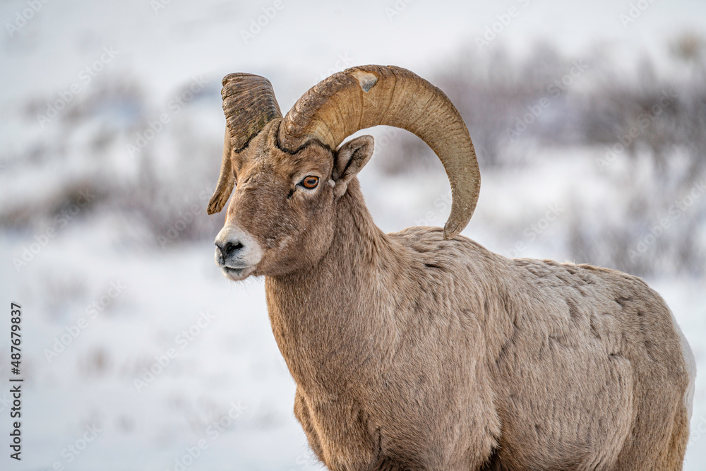 mountain goat in the snow