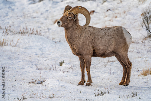 mountain goat in snow