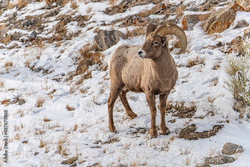 mountain goat in the snow