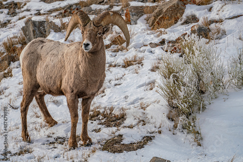 mountain goat in snow