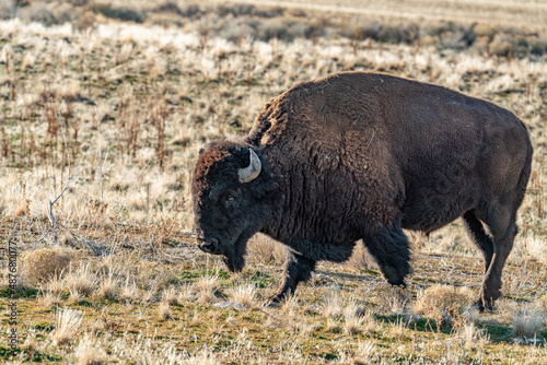 american bison in park national park