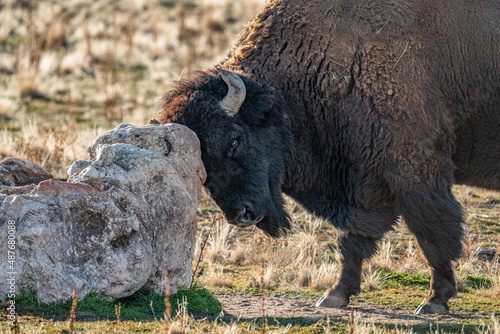 buffalo in the field