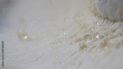Macro close-up of the laminar hymenium of a wet wild mushroom photo