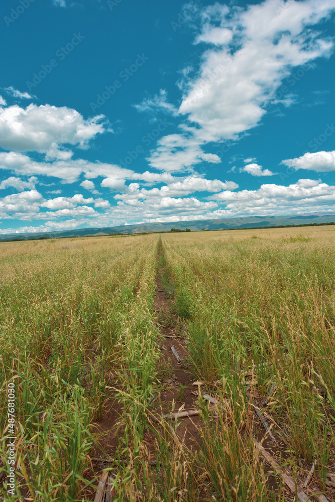 Obraz premium campo