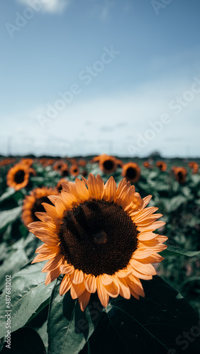 Nature, animals, and landscapes
