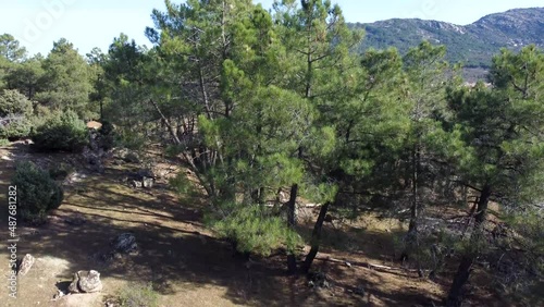 Aerial view of the beautiful village of moralzarzal, located in the city of Madrid, Spain, located between mountains with pine forests, concepts, 4k resolution.