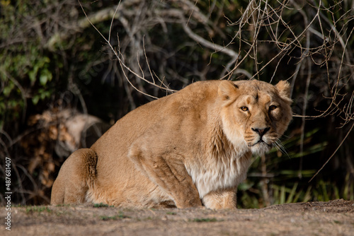 Asiatic lioness stalking  looking in front of the camera  Panthera leo persica 