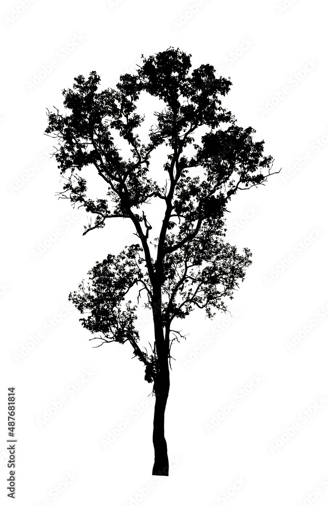 Obraz premium Tree silhouette for brush on white background.