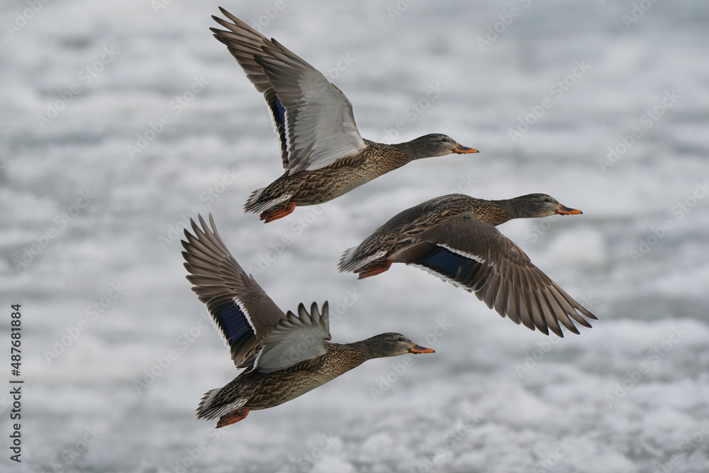 Mallards flying or floating on ice mats on waves at lake on overcast winter day Mallards flying or floating on ice mats on waves at lake on overcast winter day