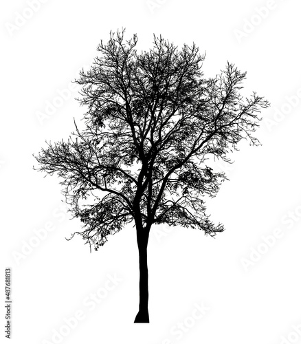 Tree silhouette for brush on white background. © Sarawut