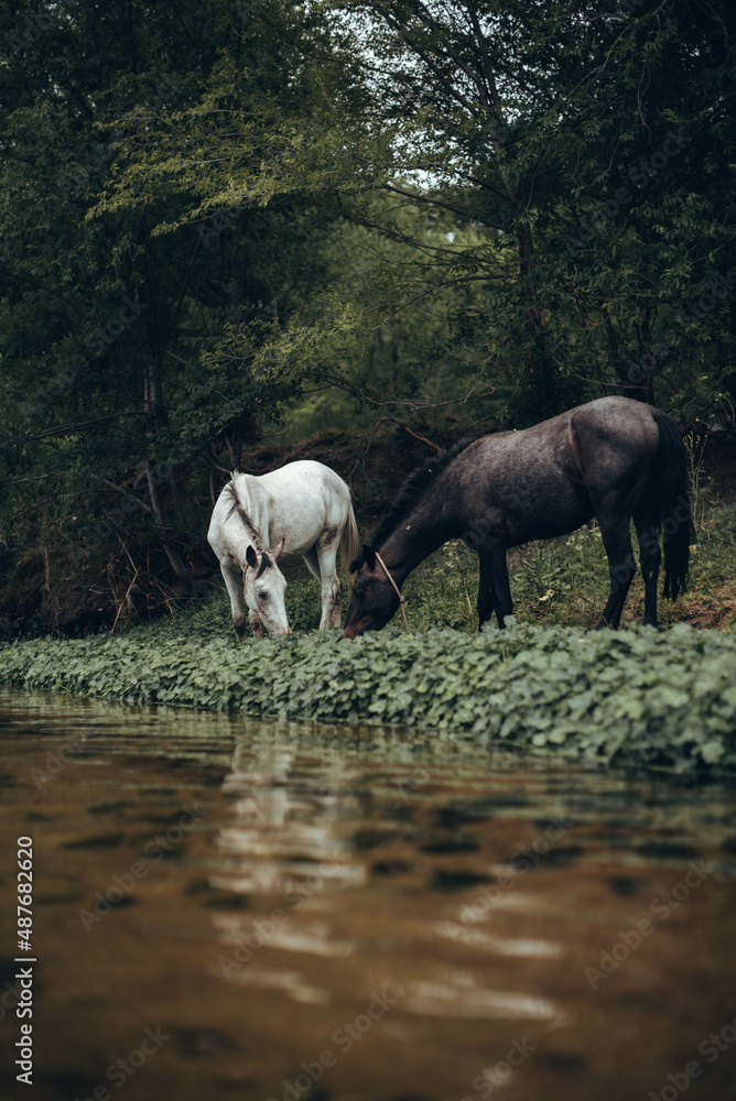 Naklejka premium animales