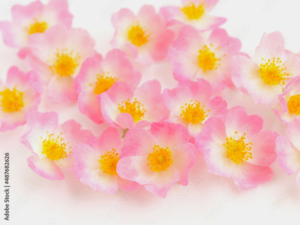 白背景にピンクのバラの花びら、ピンクのミニ薔薇のフレーム
