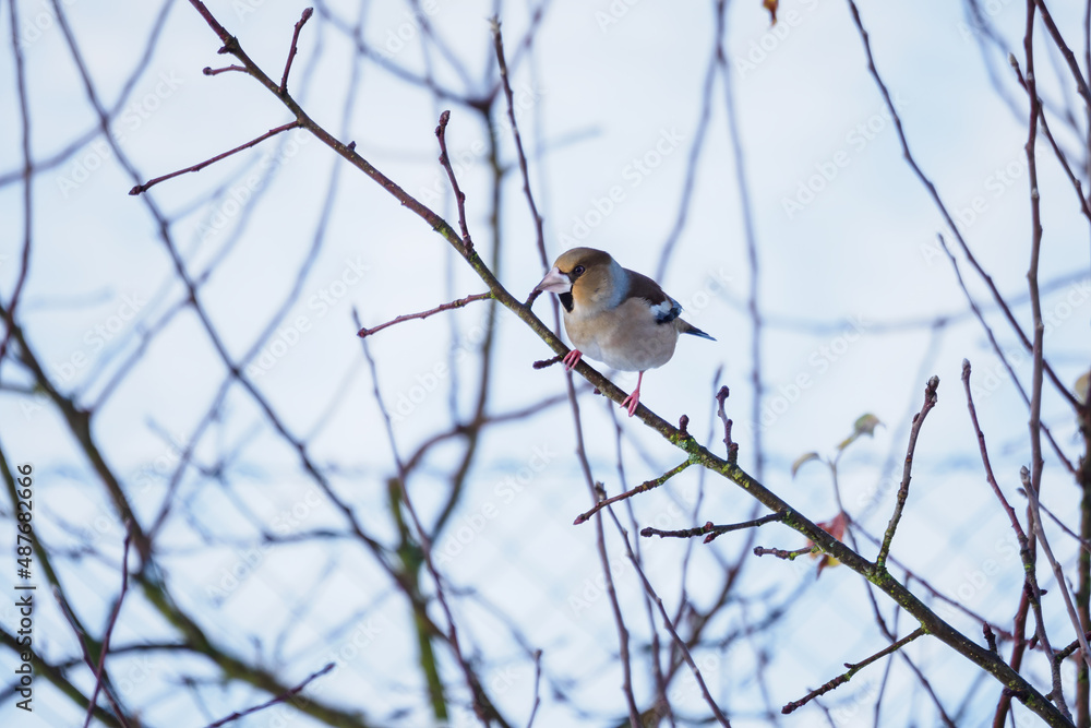 Hawfinch bird in winter on a twig. Hawfinch bird in winter on a twig.