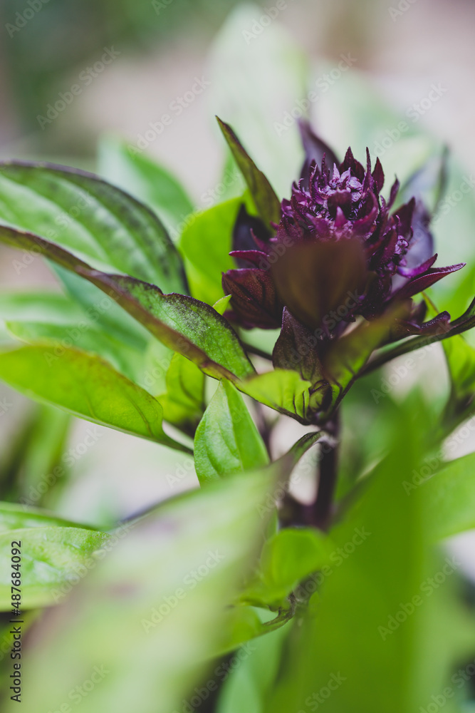 close-up of thai basil plant with purple flowers outdoor in sunny vegetable garden close-up of thai basil plant with purple flowers outdoor in sunny vegetable garden