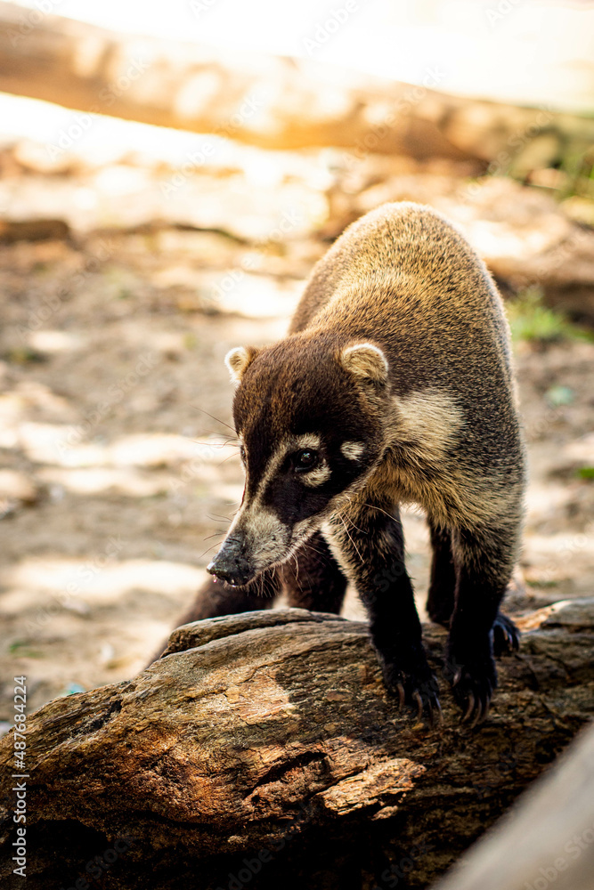 Obraz premium Coati known as coatimundi in the nature of Costa Rica. Animal free.
