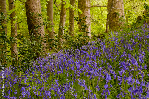 Fototapeta Naklejka Na Ścianę i Meble -  bluebells in the woods by ryburn reservoir, 