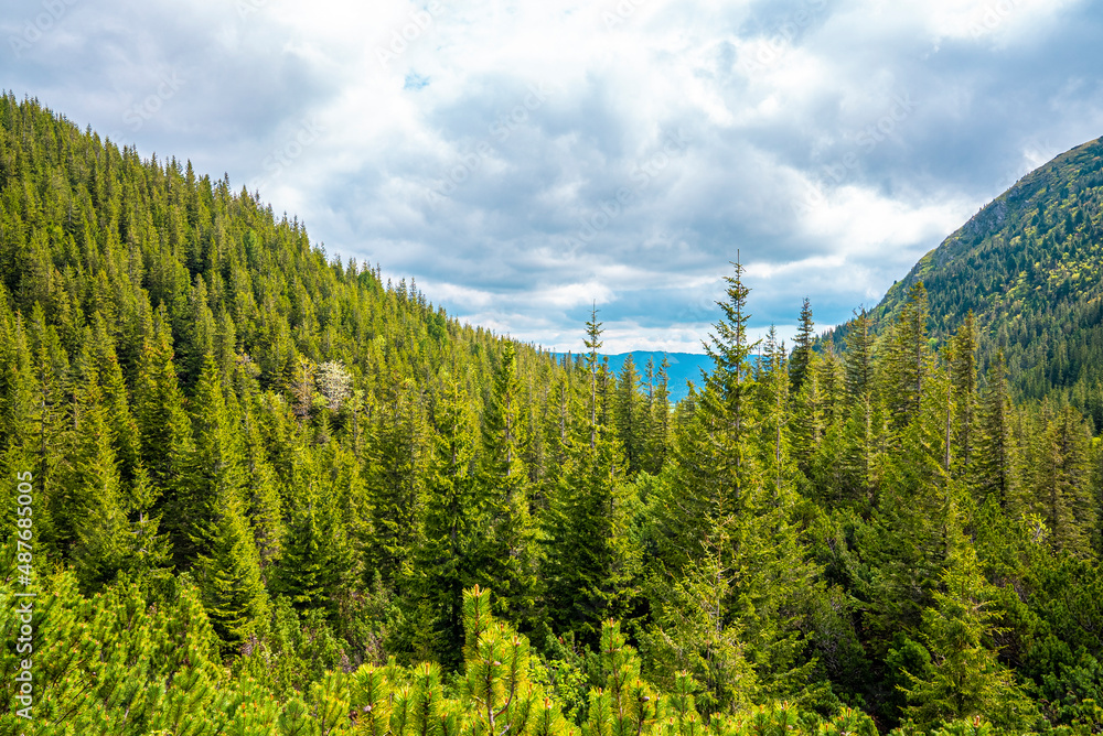 Beautiful scenic view of conferous spruce tree covered forest over mountain slope. Cloudy sky over mountain Beautiful scenic view of conferous spruce tree covered forest over mountain slope. Cloudy sky over mountain