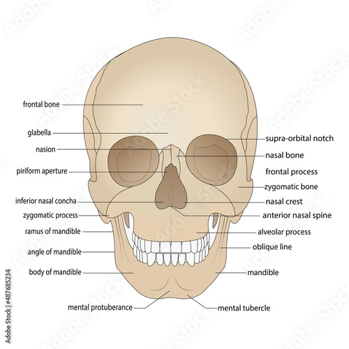 Skull bones, head bones, skull. Borders of the facial skeleton, viscerocranium. Nasal cavity, anterior nasal cavity, eye socket. Front View.